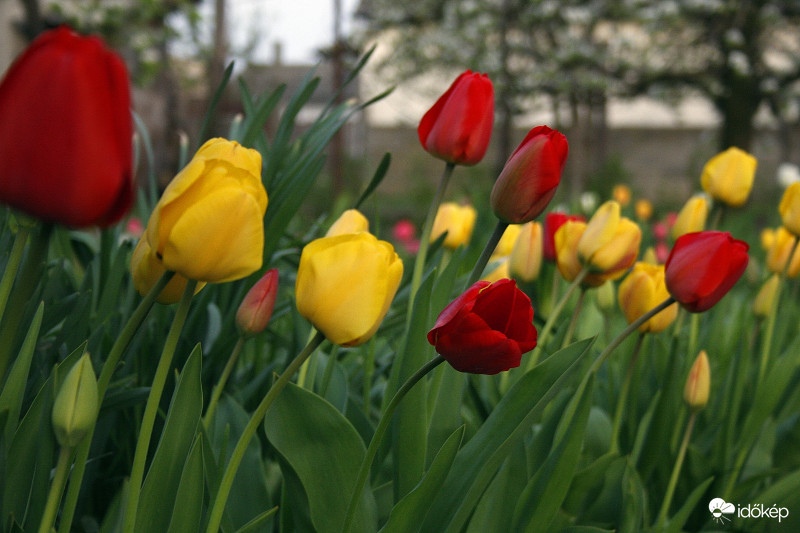Tulipánok