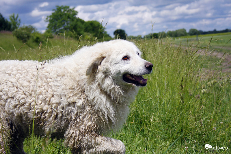 Kuvasz