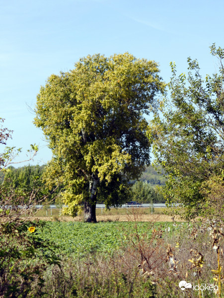 Magányos
