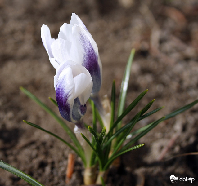 crocus