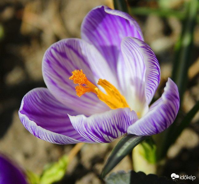 Crocus