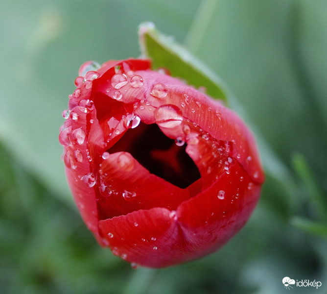Tulipán esőben