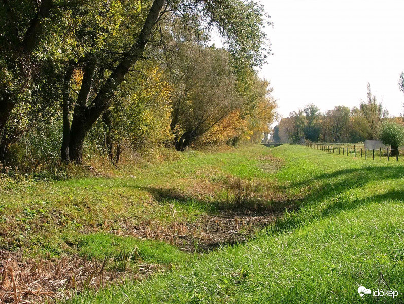 Láperdő