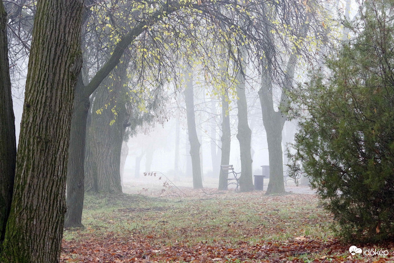 Köd a parkban