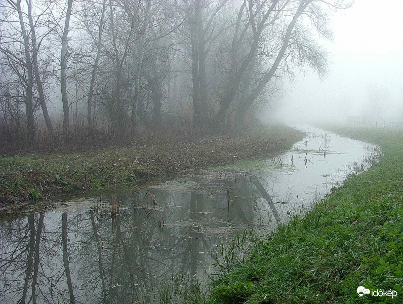 Köd a láperdőn