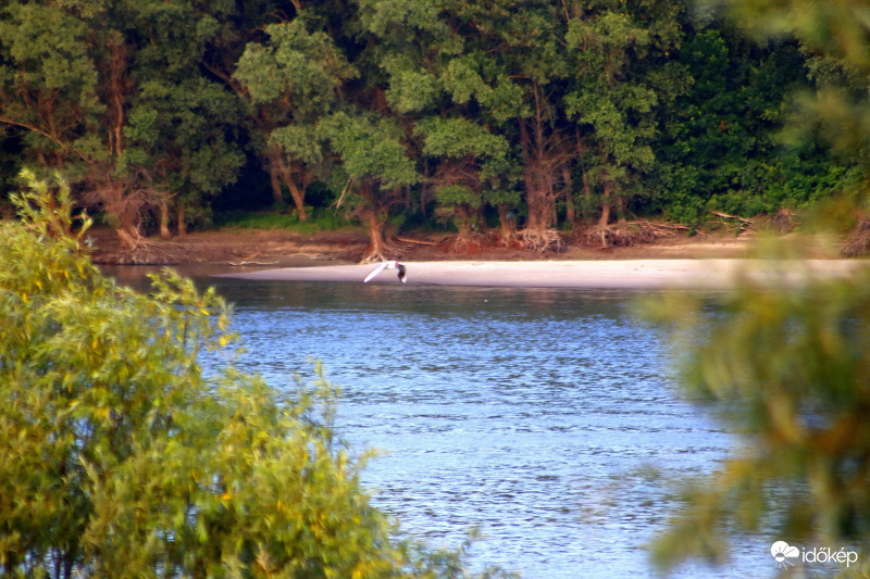 Dunaparton