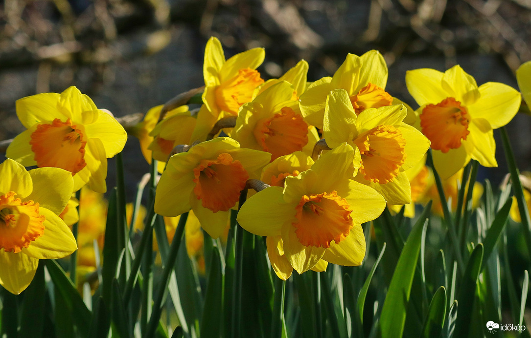 Nárciszok