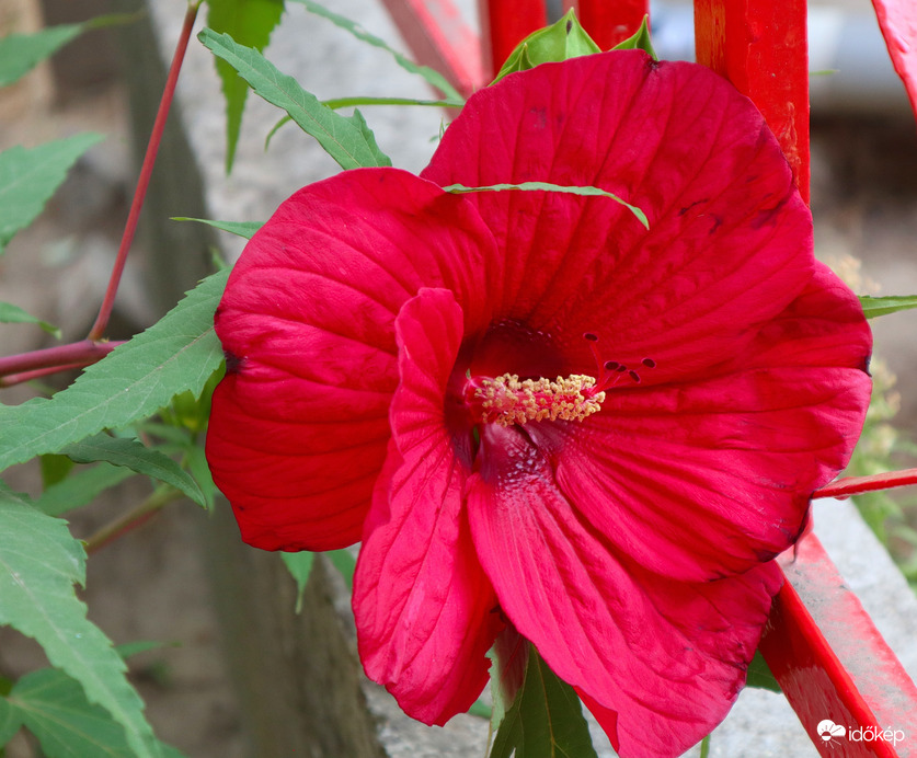 Mocsári hibiszkusz