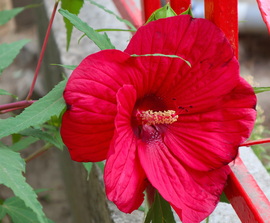 Mocsári hibiszkusz