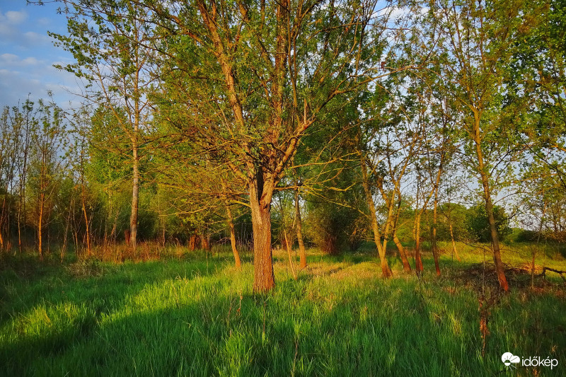 Hajnal