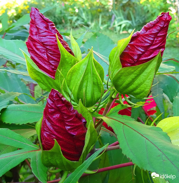 Nyiladozó mocsári hibiszkusz