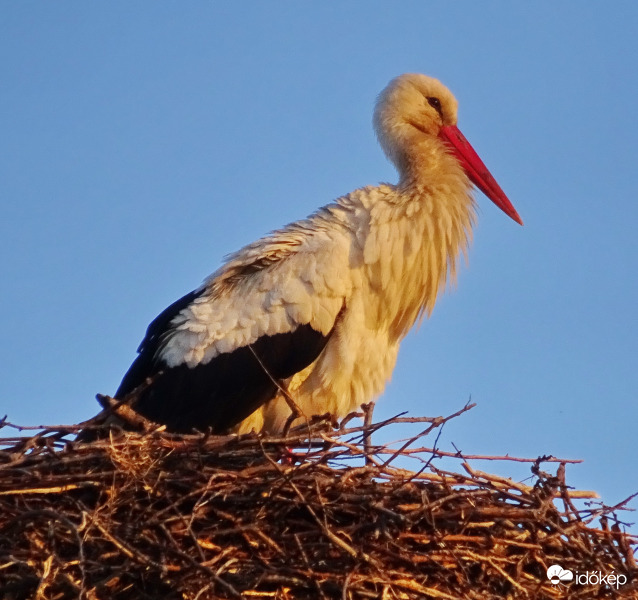 Megérkezett a Gólyánk