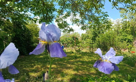 Iriszek