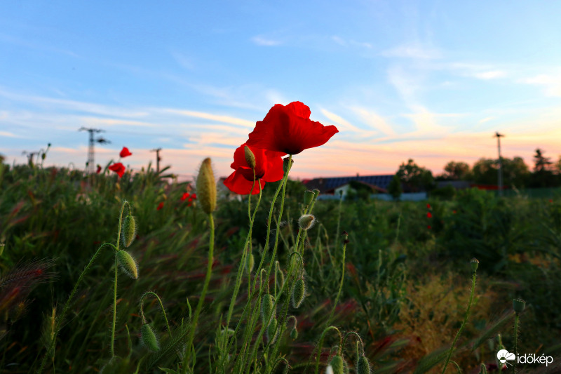Pipacsok alkonyatkor