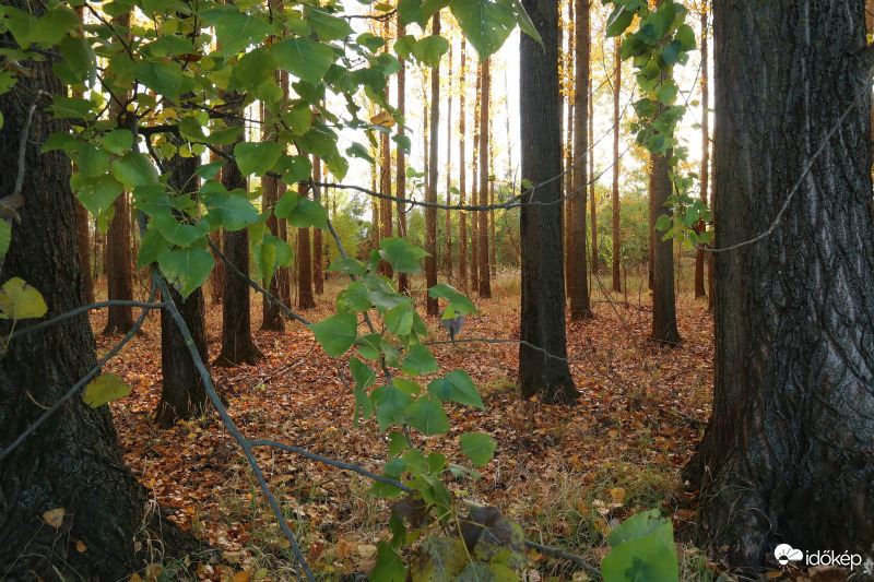 Erdőben