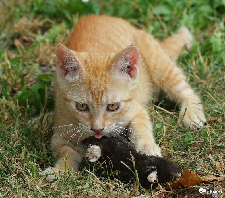 Kis vörös és a vakond