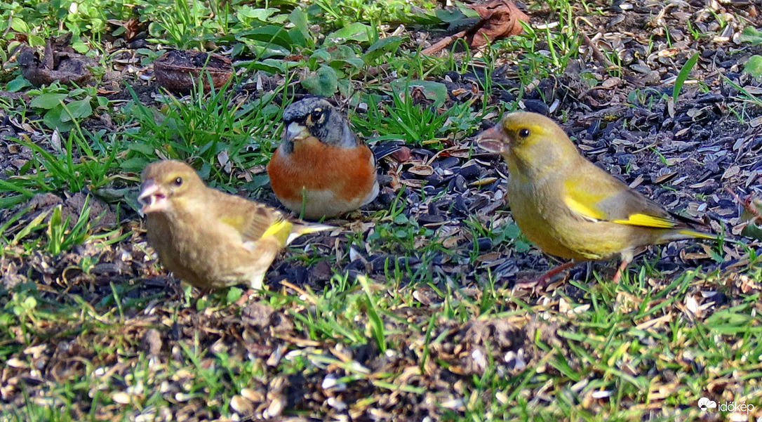 Zöldikék és edei pinty