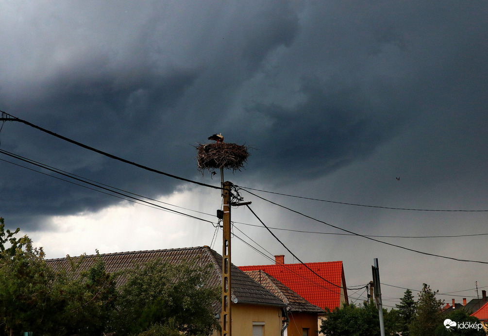 Zivatar és a gólya