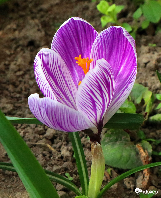 Crocus