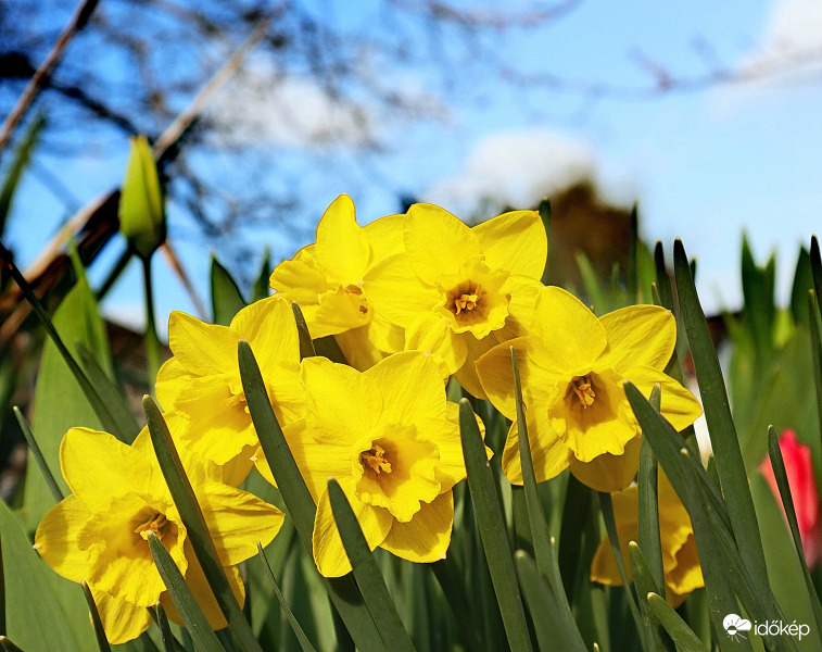 Nárciszok