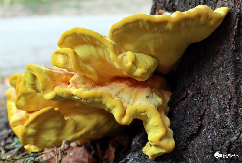 Sárga gévagomba