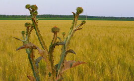 Határszemlén