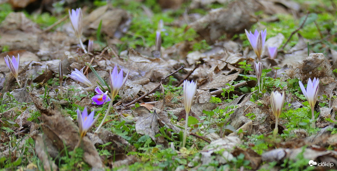 Tarka sáfrány mező