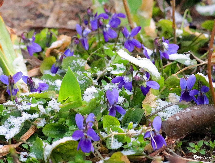Ibolya hózápor után