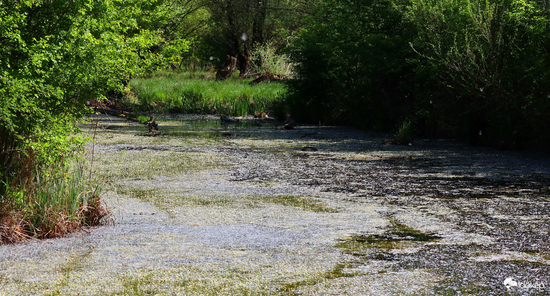 A nyárfa szösz belepte a régi halastavat