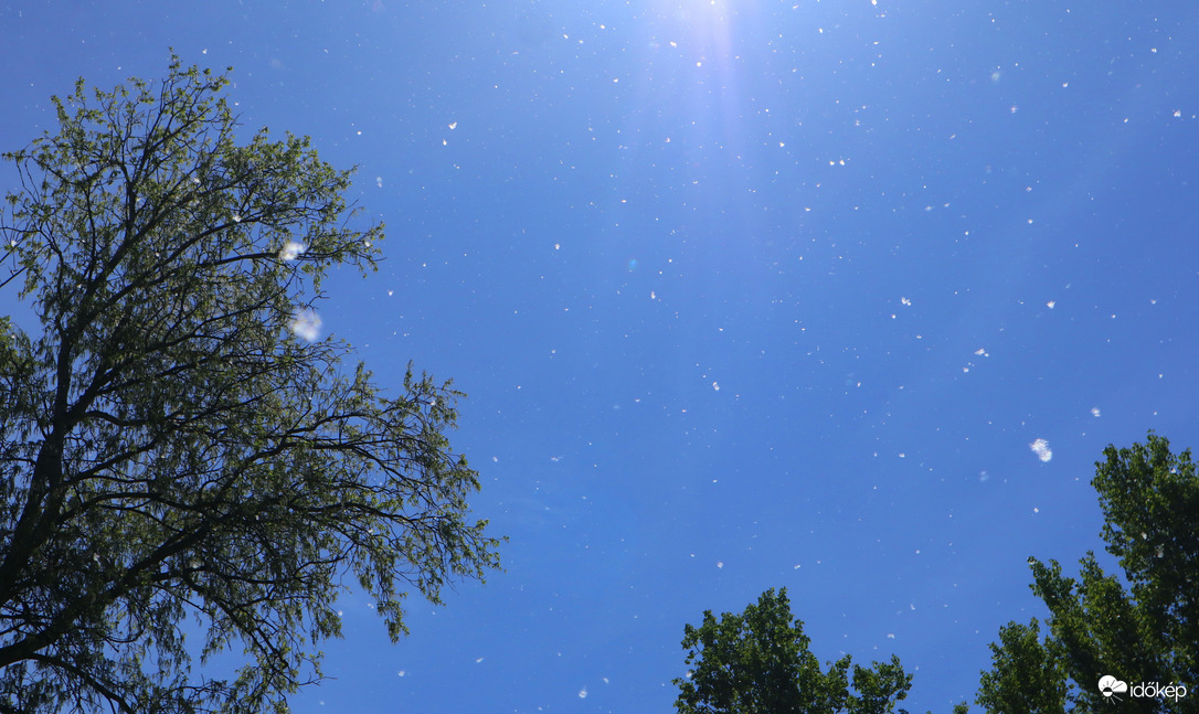Nyárfákról szálló szösz