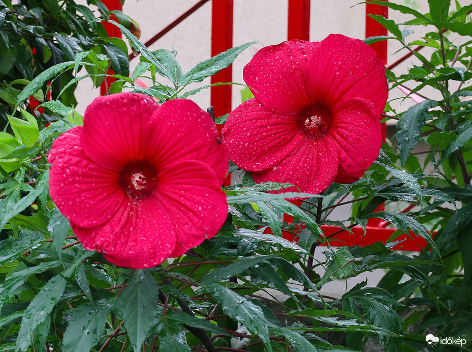 Hibiszkusz