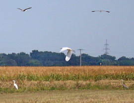 Kócsag