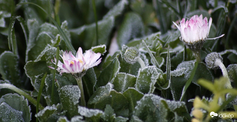 Százszorszép