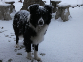 Boninak is tetszik a hó