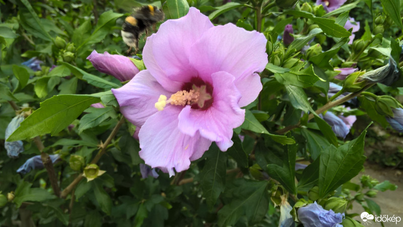 Budapest X.ker - Kőbánya