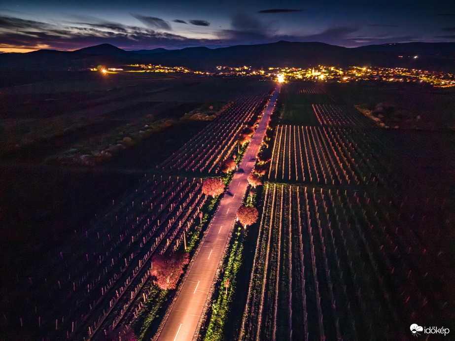 Gyöngyöstarjáni vérszilvafasor 