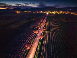 Gyöngyöstarjáni vérszilvafasor 