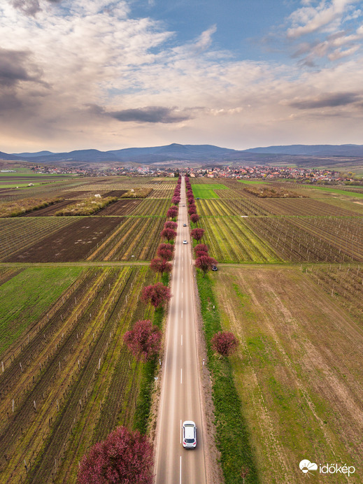 Gyöngyöstarjáni vérszilvafasor 