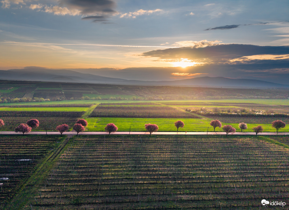Gyöngyöstarjáni vérszilvafasor 
