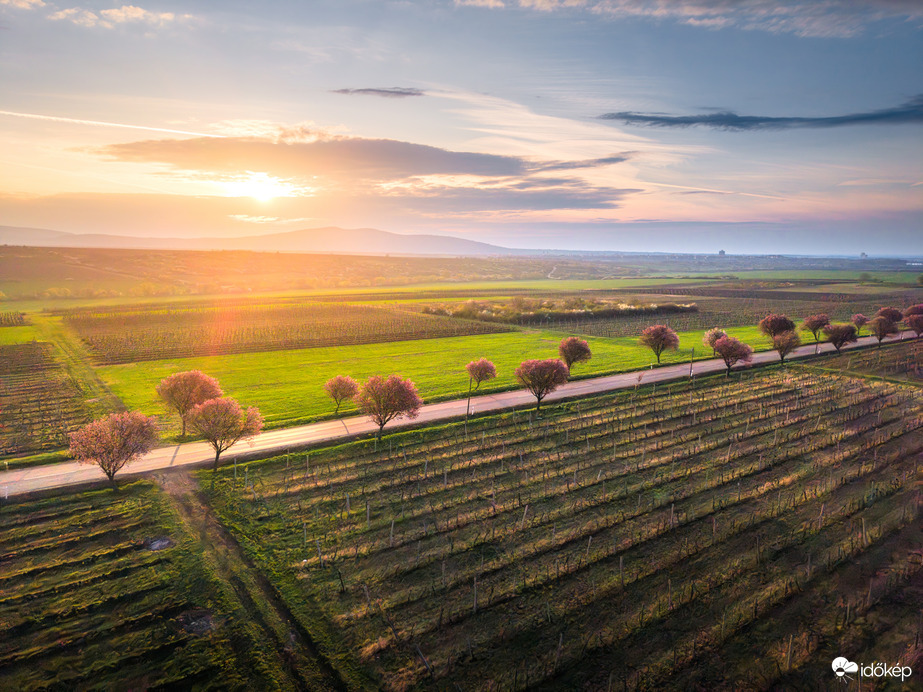 Gyöngyöstarjáni vérszilvafasor 
