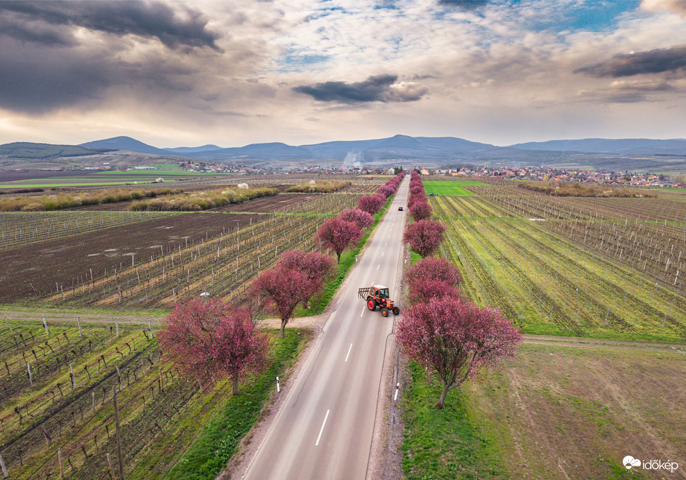 Gyöngyöstarjáni vérszilvafasor 