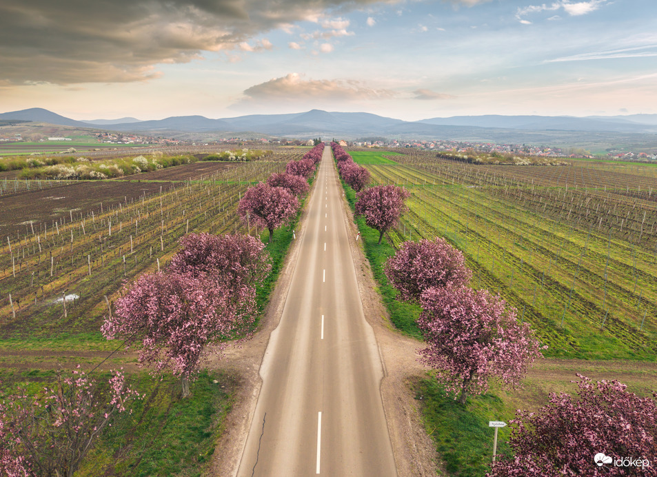 Gyöngyöstarjáni vérszilvafasor 