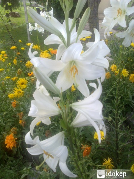 liliom