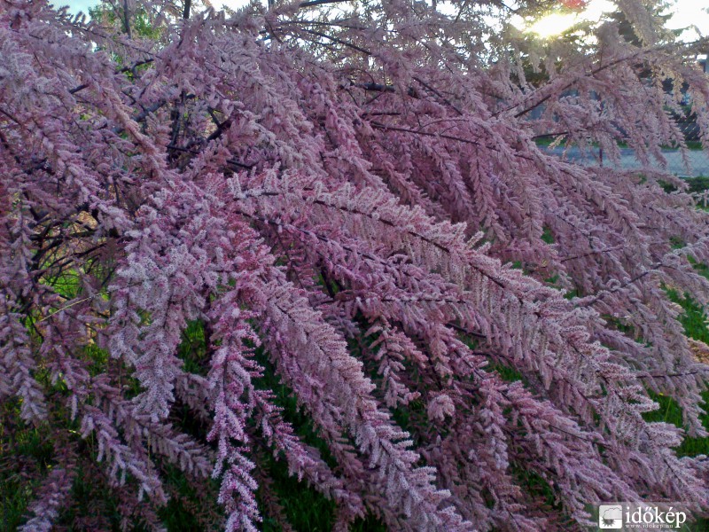 Tamariska fa