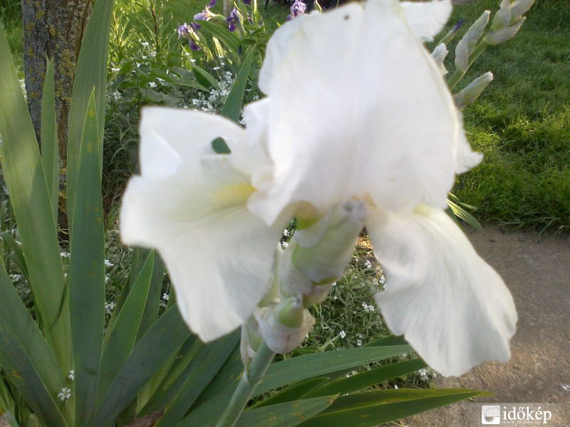 liliom