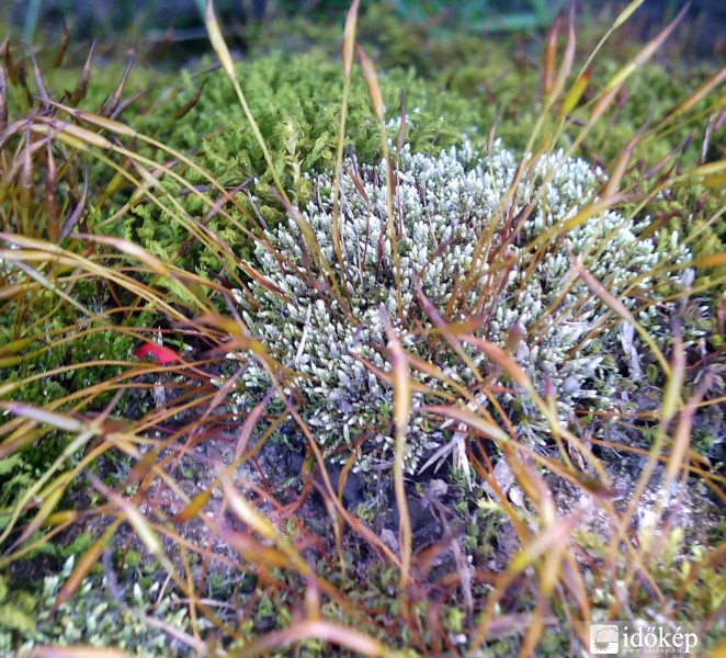 új életre kél...