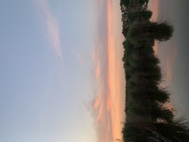 Tisza