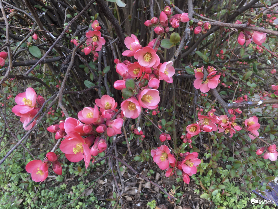 Virágba boruló japánbirs