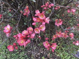 Virágba boruló japánbirs