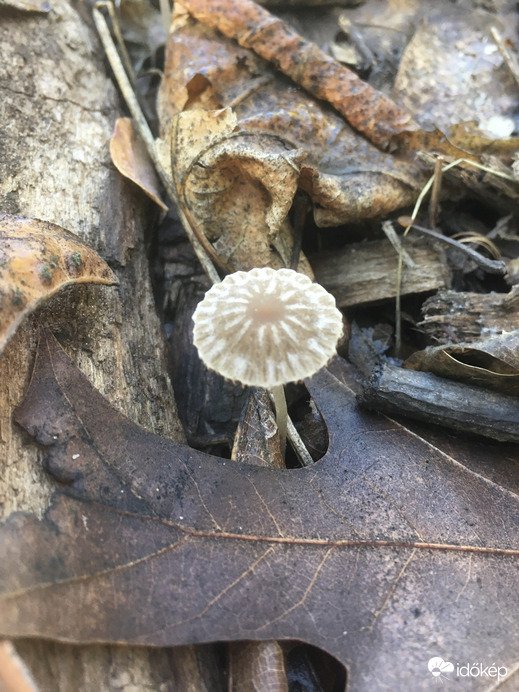 Nyíregyháza
